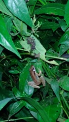 Indosylvirana nicobariensis
