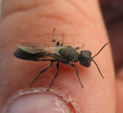 Pemphredonina