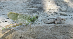 Ophiogomphus severus