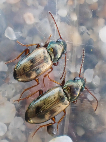 Saddled Riverbank Ground Beetle