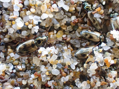 Bembidion ephippigerum