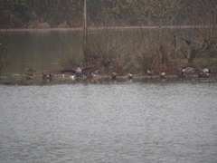 Branta canadensis occidentalis