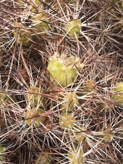 Maihueniopsis camachoi