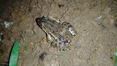 Fejervarya cancrivora