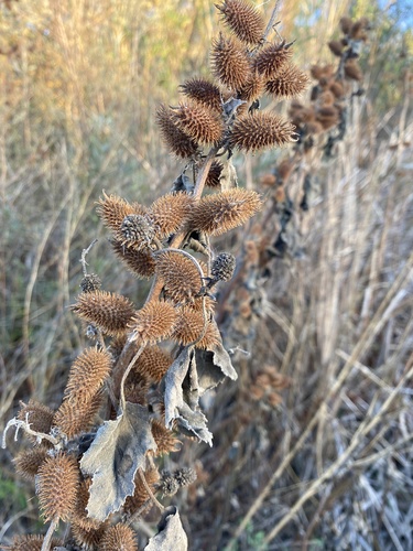 rough cocklebur