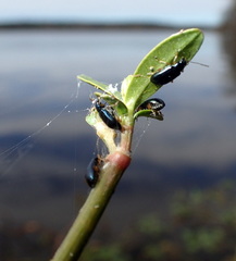 Lysathia ludoviciana