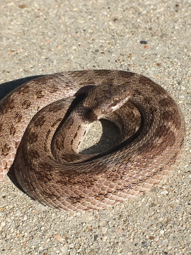 Coast Night Snake
