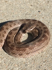 Coast Nightsnake photo 5