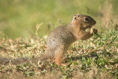 Notocitellus adocetus