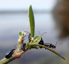 Lysathia ludoviciana