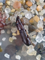 Macrorhyncolus littoralis
