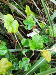 Rubus alceifolius
