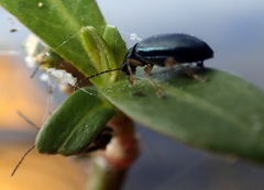 Lysathia ludoviciana