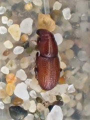 Elassoptes marinus