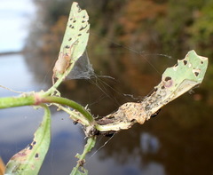 Lysathia ludoviciana