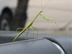 Phasmomantis sumichrasti