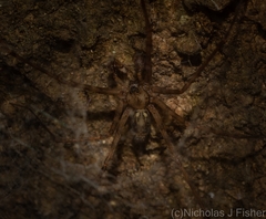 Stiphidion adornatum