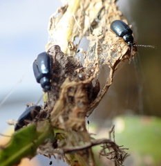 Lysathia ludoviciana