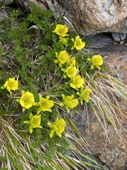 Ranunculus sericophyllus