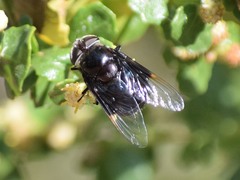 Copestylum violaceum