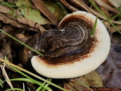 Ganoderma fornicatum