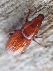 Elassoptes marinus