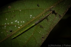Miagrammopes flavus