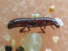 Macrorhyncolus littoralis