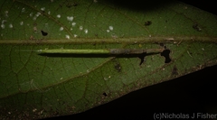 Miagrammopes flavus