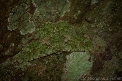 Aeolochroma viridicata