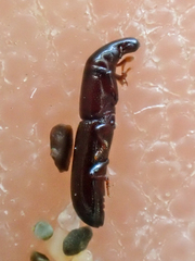 Macrorhyncolus littoralis