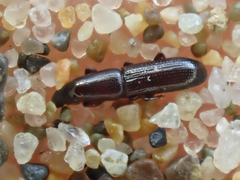 Macrorhyncolus littoralis