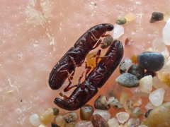 Macrorhyncolus littoralis