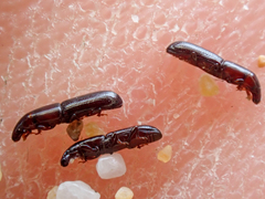 Macrorhyncolus littoralis