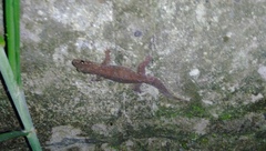 Gehyra mutilata