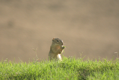 Notocitellus adocetus