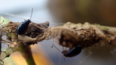 Lysathia ludoviciana