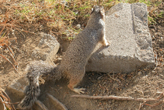 Notocitellus adocetus