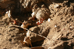 Notocitellus adocetus