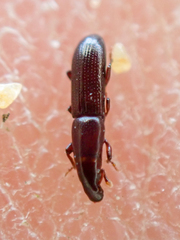 Macrorhyncolus littoralis