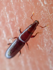 Macrorhyncolus littoralis