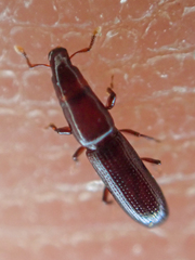 Macrorhyncolus littoralis