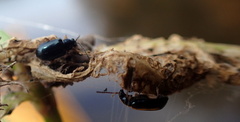 Lysathia ludoviciana