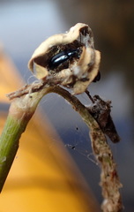 Lysathia ludoviciana