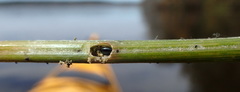 Lysathia ludoviciana