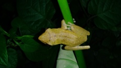 Polypedates leucomystax