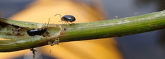 Lysathia ludoviciana