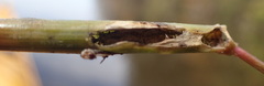 Lysathia ludoviciana