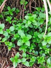 Spermacoce latifolia