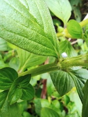 Spermacoce latifolia